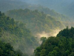 4 Anak Hilang di Hutan Amazon Sejak Sebulan Lalu, Diyakini Masih Hidup