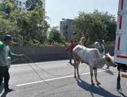 Ngamuk Saat Akan Disembelih, Sapi Kurban di Jakbar Kabur hingga Masuk Tol