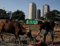 Melihat Kondisi Sapi Kurban Sehari Jelang Idul Adha