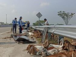 50 Ekor Kambing Kurban Bergelimpangan di Tol Ngawi Akibat Pikap Terguling