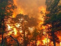 Kebakaran Hutan di Pulau La Palma Spanyol, 4.000 Orang Dievakuasi