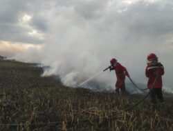 6 Lahan Sawah dan Kebun di Lebak Banten Terbakar Selama Musim Kemarau