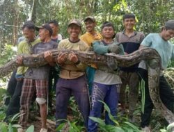 Ular Piton 7 Meter di Buol Sulteng, Langsung Ditebas Warga