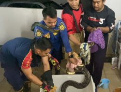 Warga Bogor Panik Ular Tiba-tiba Masuk Kamar Tengah Malam