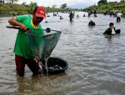 Serunya Berburu Ikan Mabuk di Tulungagung