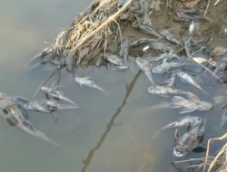 Sungai Cileungsi Tercemar Limbah Industri, Ribuan Ikan Mati