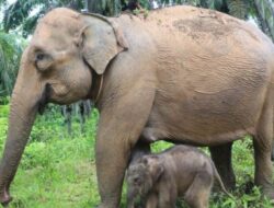 Potret Kelahiran Bayi Gajah Sumatera di Aceh Barat