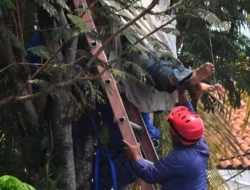 Panjat Pohon Pete, Pria di Bogor Tewas Tersengat Listrik