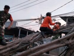 Pohon Tumbang Timpa Pikap di Bogor, 2 Orang Luka-luka