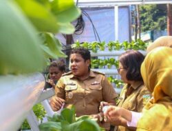 Warga di Jayapura Penuhi Kebutuhan Pangan dengan Bertani Hidroponik