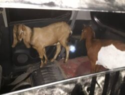 Cerita Warga soal Pencurian 26 Kambing Sisakan Jeroan di Lebak Banten