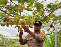 Aksi Aipda Firman Bina Warga Selat Mataram Melalui Budi Daya Anggur