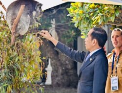 Momen Jokowi Beri Makan Koala di Sela Makan Siang KTT ASEAN-Australia