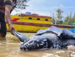 Penyu Raksasa Terdampar di Pesisir Pantai Bangka Barat, Sirip Kiri Putus