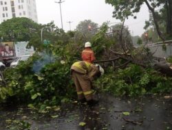 Hujan Deras Disertai Angin Kencang, 5 Pohon Tumbang di Jakarta