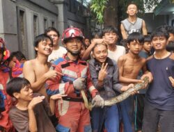 Ular Sanca Muncul di Halaman Rumah Warga Pulau Pari, Damkar Turun Tangan