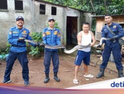 Khawatir Ular Sanca 3,5 Meter di Kandang Ternak, Warga Bogor Panggil Damkar