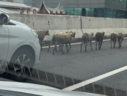 8 Kambing Nyelonong Masuk JLNT Casablanca Siang Tadi, Dievakuasi Polisi