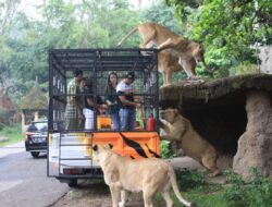 Aturan Memberi Makanan Satwa-satwa di Taman Safari Bogor