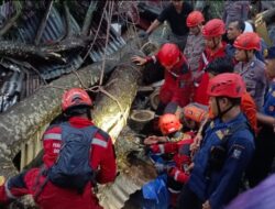 Hujan Disertai Angin Kencang, Pemotor Tewas Tertimpa Pohon Tumbang di Bogor