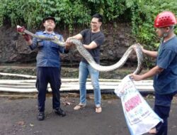 Panik Ular Sanca 2 Meter Nongol di Saluran Air, Warga Bogor Panggil Damkar