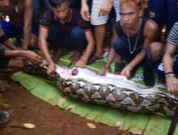 Nenek di Sulsel Tewas Dimakan Ular Piton 4,5 Meter