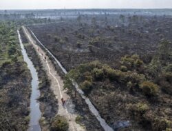 Lahan di Tanjung Jabung Barat Gundul Dilalap Api