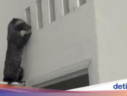 Musang ‘Ngintip’ Kamar Mandi Rumah Warga Depok, Ternyata Begini Ceritanya