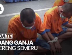 Video Wajah 4 Pelaku yang Tanam 41 Ribu Batang Ganja di Lereng Semeru