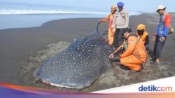 Potret Hiu Tutul Terdampar dan Mati di Pantai Jember