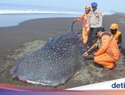 Potret Hiu Tutul Terdampar dan Mati di Pantai Jember