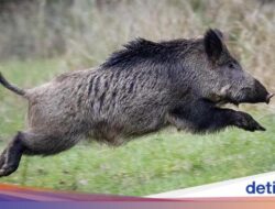 Viral Babi Hutan Ngamuk Serang 2 Warga hingga Terluka di Sumbar