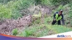 Heboh Penemuan Ladang Ratusan Pohon Ganja di Lereng Gunung Semeru