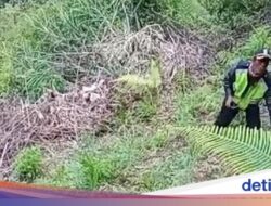 Heboh Penemuan Ladang Ratusan Pohon Ganja di Lereng Gunung Semeru