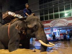 Kala Gajah-gajah Bantu Pasok Makanan untuk Korban Banjir di Chiang Mai