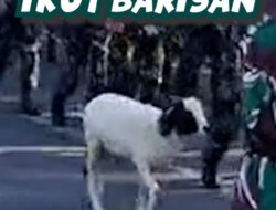 Video Kambing Ikut Latihan Tentara di Bandung