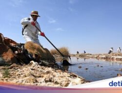 Danau Uru Uru Bolivia, Rumah Bagi Burung Flamingo Tercemar Sampah