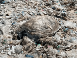 Video: Tumpukan Sampah-Bangkai Hewan di Pantai Argentina, Imbas Limbah Industri