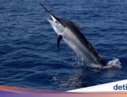 Wali Kota di Italia Berduka Warganya Tewas Tertusuk Todak di Mentawai