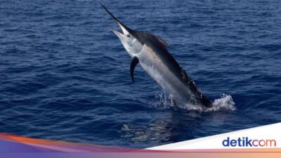 Wali Kota di Italia Berduka Warganya Tewas Tertusuk Todak di Mentawai