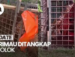 Video: Penampakan Harimau yang Kerap Masuk Permukiman Warga di Solok