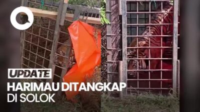 Video: Penampakan Harimau yang Kerap Masuk Permukiman Warga di Solok