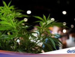 Pengedar Narkoba di Bogor Ditangkap, 1 Kg Biji dan Daun Ganja Disita