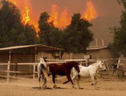 Kuda-kuda Berlarian Saat Kebakaran Hutan di California