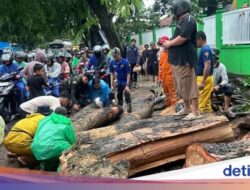 Pohon Tumbang di Bogor, Akses Cileungsi-Klapanunggal Sempat Terhalang