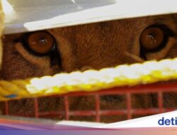 Seekor Singa Liar Ditangkap Gegara Berkeliaran di Pemukiman Warga