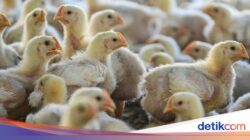 AS Catat Kematian Pertama Akibat Flu Burung