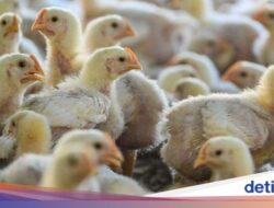 AS Catat Kematian Pertama Akibat Flu Burung