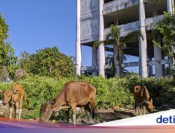 Nasib Miris Shelter Tsunami Jadi ‘Kandang’ Sapi Gara-gara Korupsi