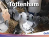 Meme Tottenham: Di Carabao Cup Suhu, di Premier League Cupu!